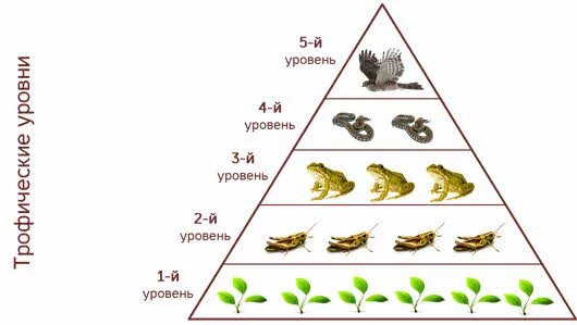 Трофические уровни экосистемы. Трофические уровни пищевой цепи. Трофические уровни в цепи питания. Трофические уровни биогеоценоза.