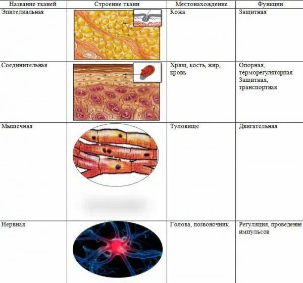 Таблица ткань строение рисунок. Изучение многообразия тканей животных таблица. Таблица строение тканей животной клетки. Строение тканей человека 8 класс биология. Таблица микроскопического строения тканей организма человека.