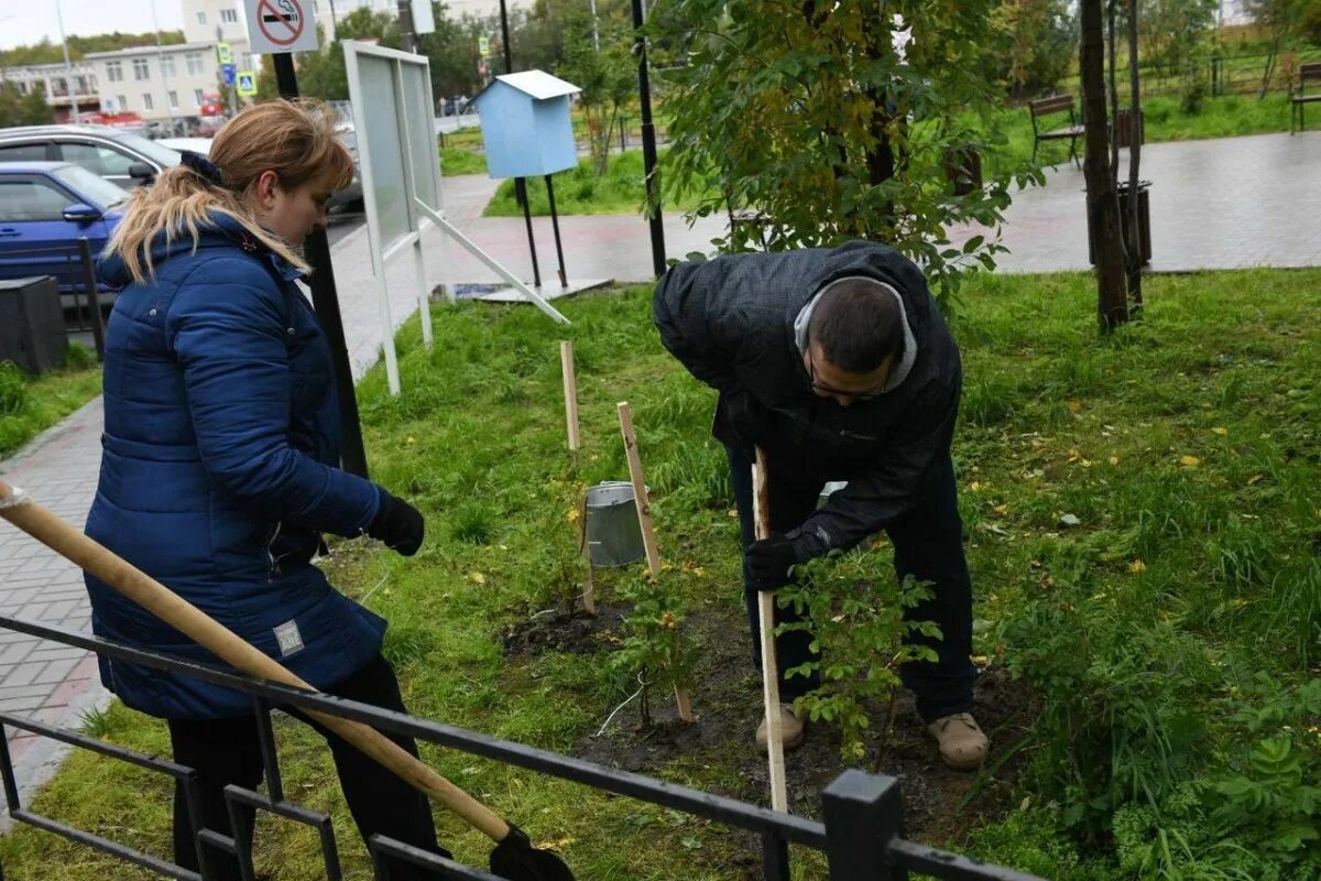 Высадка в сибири. Зеленый рекорд Мурманск. Акция зеленый десант. Зелёный рекорд акция. Высадка дереьвей МНПХ/З 2021.