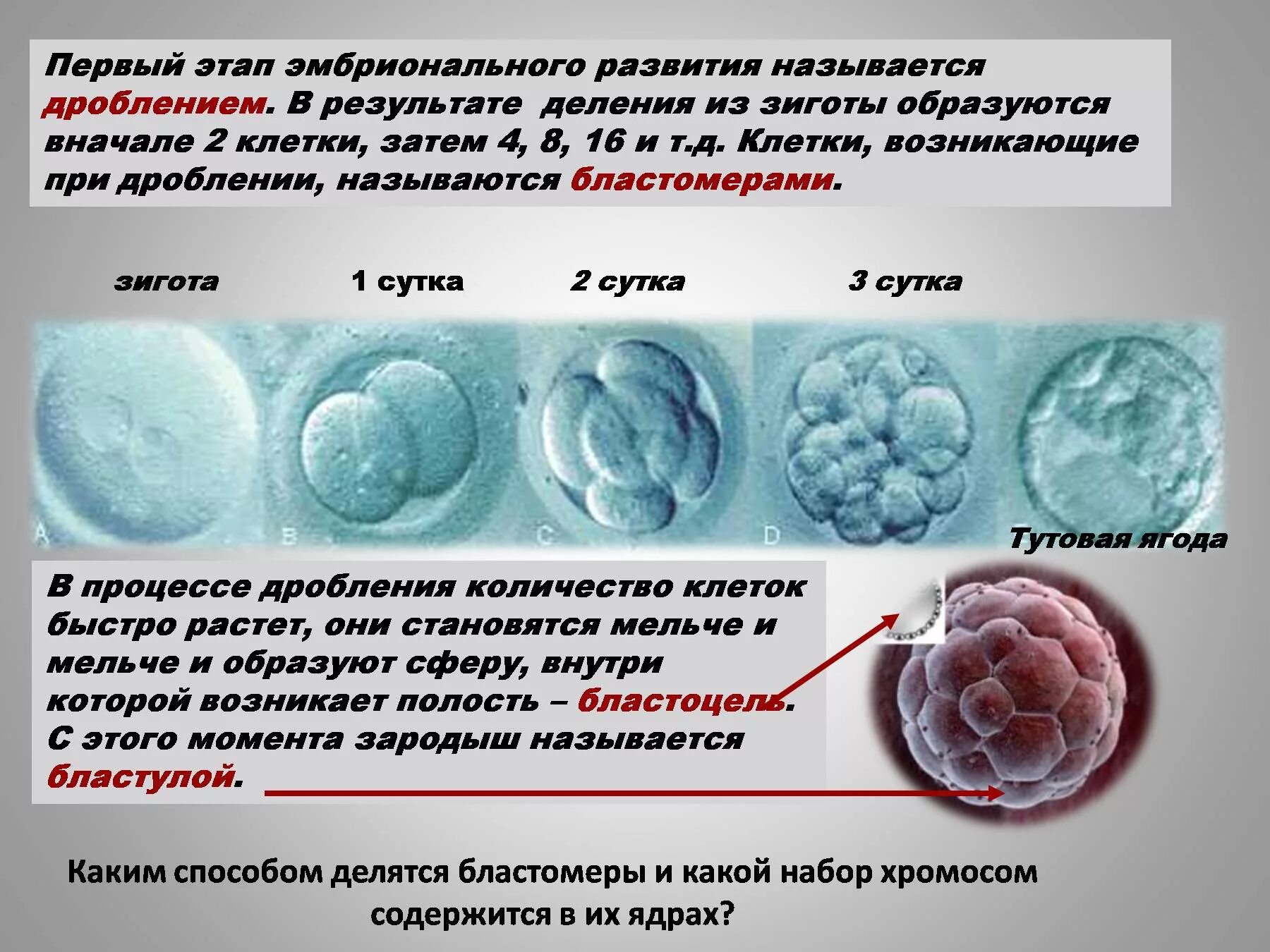Фазы развития клетки. Дробление эмбриональный этап. Онтогенез дробление зиготы. Этапы эмбрионального развития дробление. Стадии дробления зиготы.