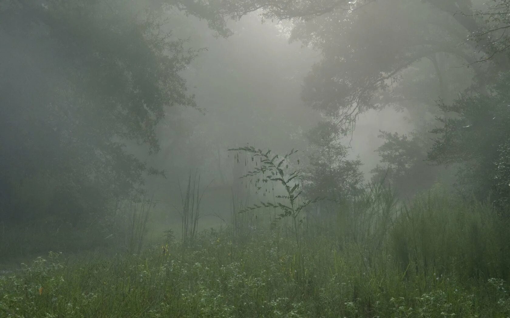 Лес туман лето. Дождь и туман. Лес в тумане. Густой туман в лесу. Поляна в тумане.