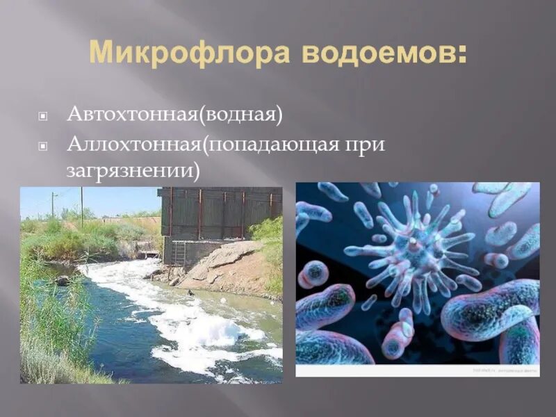 Аллохтонная микрофлора воды. Микрофлора воды автохтонная и аллохтонная. Микрофлора водоемов. Микроорганизмы в водоемах.