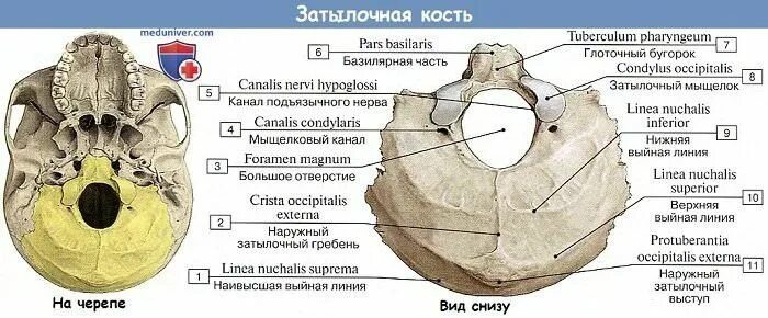 Sulcus sinus petrosi inferioris