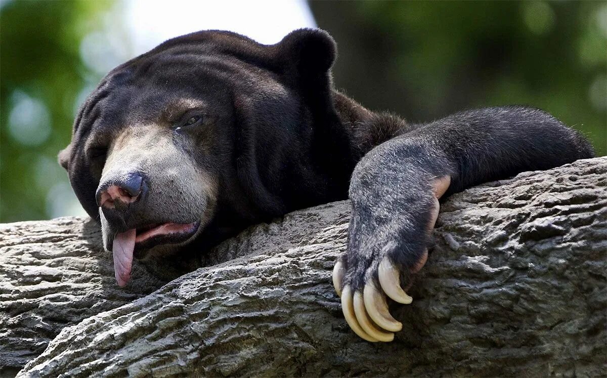 Спящий медведь. Забавный медведь. Прикольные животные. Уставший медведь.