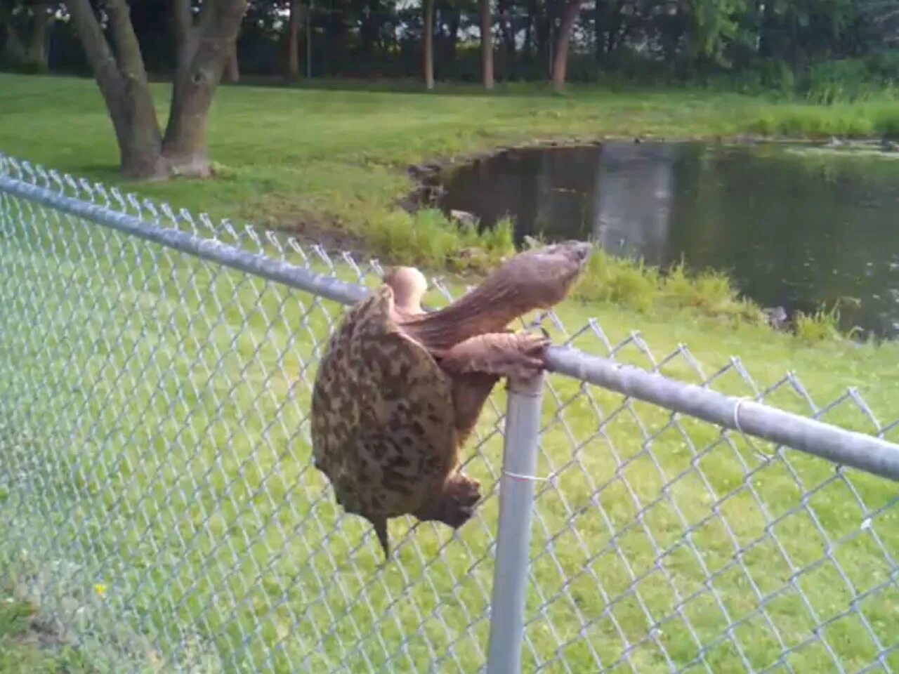 Черепаха белка. Крокодил через забор. птицы застряли в заборе. крокодил на заборе. черепаха перелезает через забор.