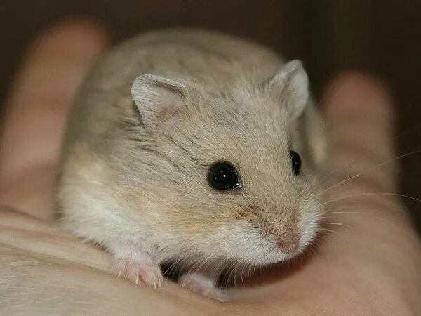 беленький джунгарский хомяк. хомяк роборовского альбинос.