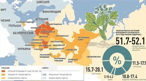 Карта борщевика сосновского