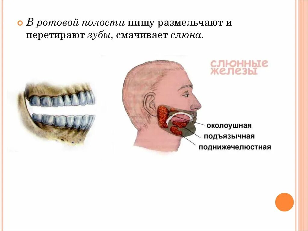 Смачивание пищи слюной