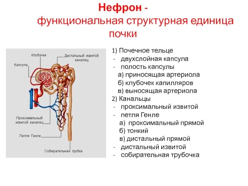 Петля Генле извитой каналец. Схема нефрона анатомия. Строение нефрона 3д. Строение нефрона почки.