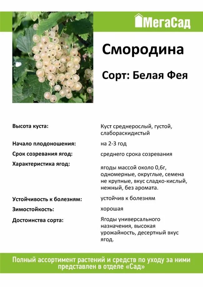 Описание сортов белой смородины. Смородина белая Смольяниновская куст. Смородина белая Фея описание сорта. Белая смородина белая Фея описание сорта. Смородина Смольяниновская белая описание сорта.