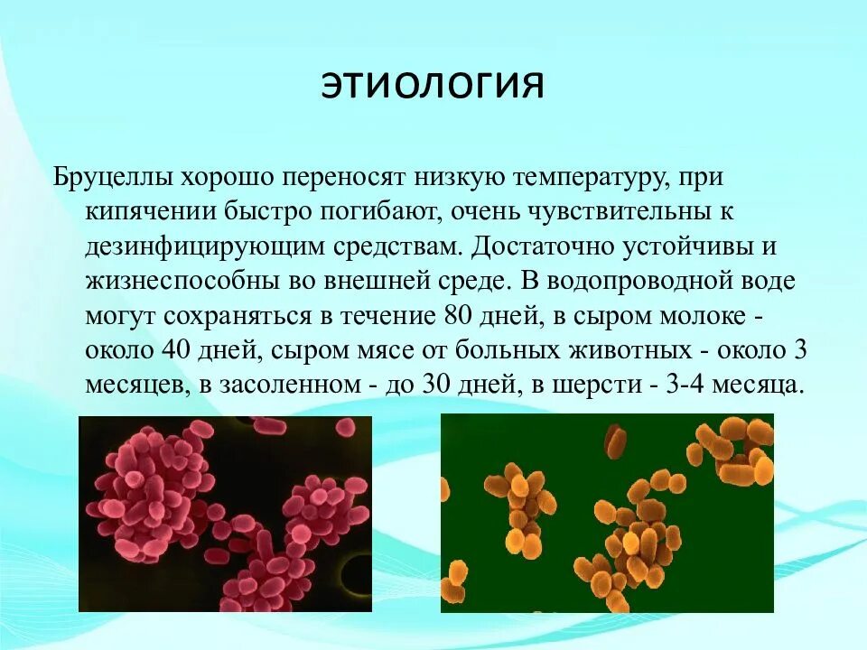 Бруцеллез презентация. Бруцеллез презентация инфекционные болезни. Презентация на тему бруцеллез инфекционные болезни. Бруцеллез животных презентация. Бруцеллез презентация человек.