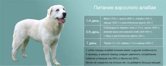 Сколько должен съесть щенок. Рацион кормления щенка алабая 2. алабай щенок 2 месяца вес щенка алабая. щенок алабая 4 месяца рост и вес. параметры взрослого лабрадора кобеля.