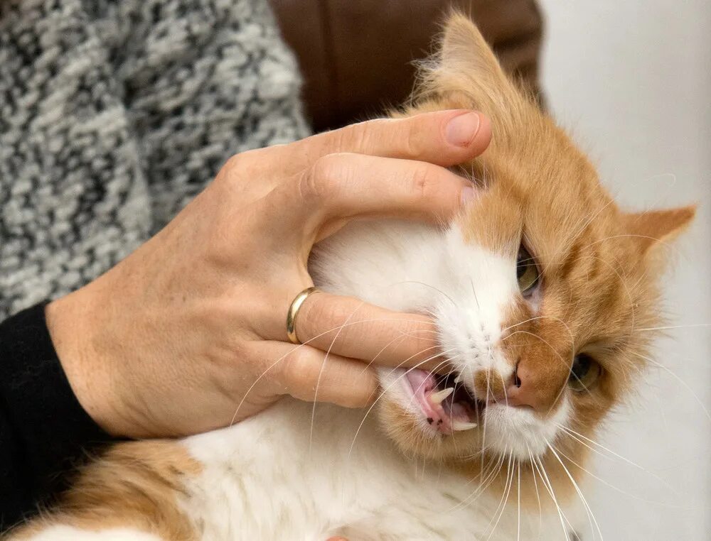 Cat bite