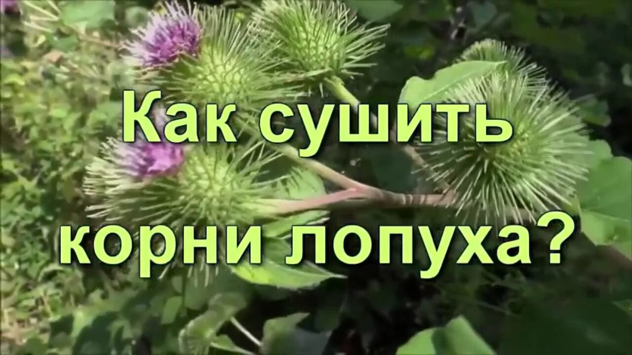 Сушить корни лопуха. Лопух корень. сушка лопуха. как сушить корень лопуха. корень репейника.