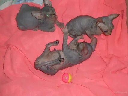 Котенок сфинкса 1 месяц