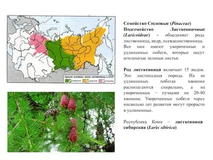 Лиственница даурская ареал