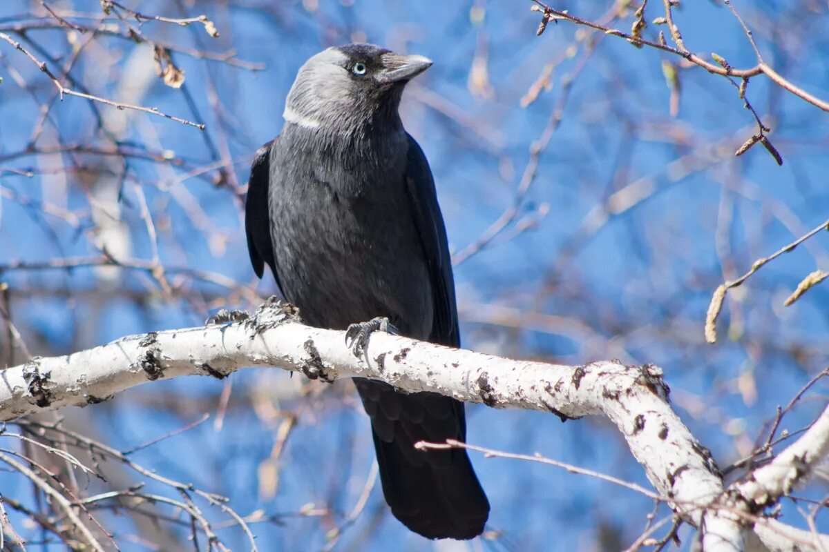 Галка –Corvus monedula l. Хохлатая Галка. Га́лка (лат. Coloeus monedula, syn. Corvus monedula). Галка обыкновенная ‒ Corvus monedula.