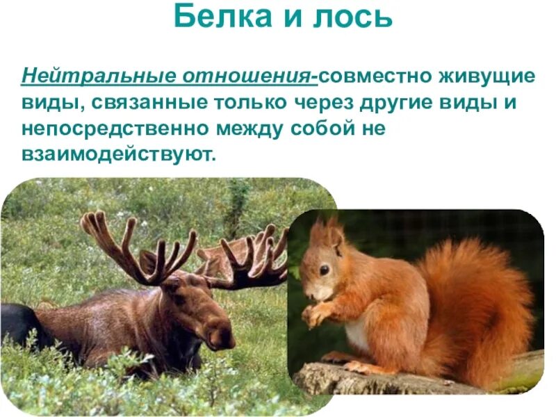 Связь лось