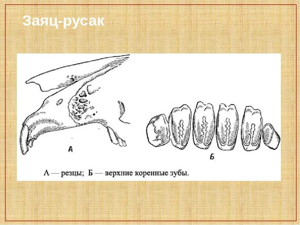 Какую особенность имеют резцы у грызунов. Строение челюсти кролика анатомия. Зайцеобразные зубная система.