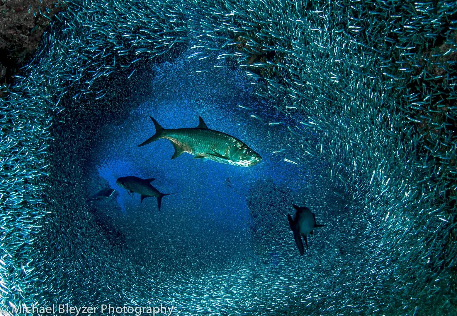 Как звучит рыба. Интересные факты про колюшку. Серый луциан. Как звучит рыба. Звуки рыб.