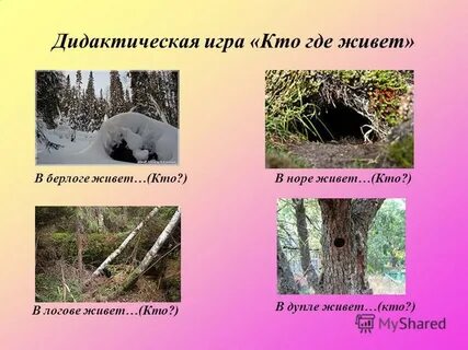 Жилища животных какие