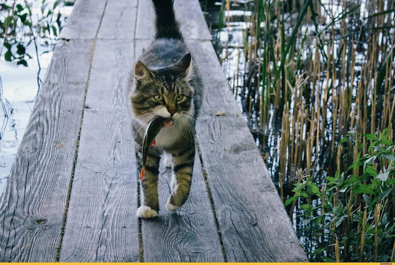 Кот Рыбак. Кошка на природе. Коты на рыбалке. Деревенские коты. Кошки пришла через