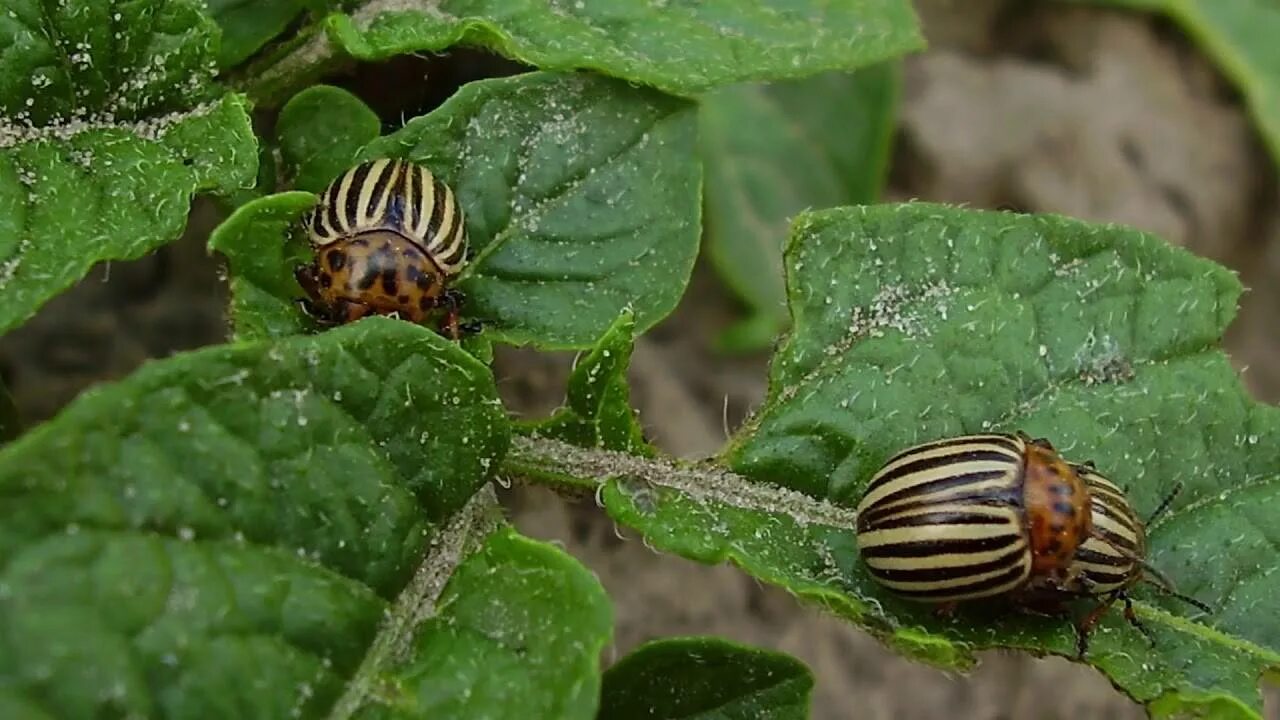 False Potato Beetle This is a picture of a False Potato Be. Flickr