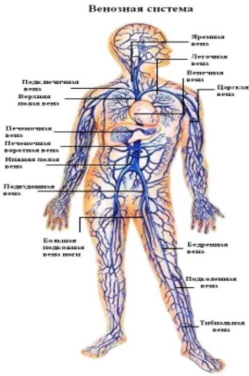Венозная система человека схема. Венозная система анатомия схема. Артериальная и венозная система человека анатомия. Структура венозной системы.
