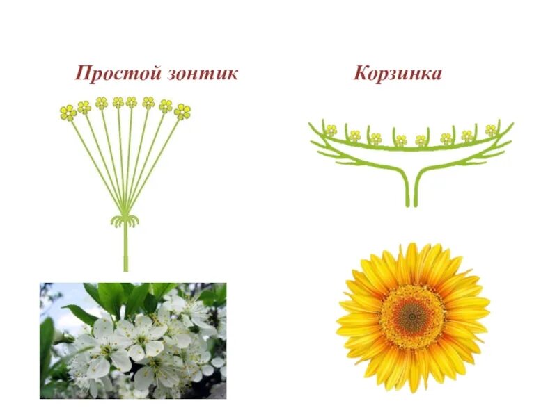 Соцветия первого типа имеет одуванчик. Семейство Сложноцветные схема цветка. Соцветие сложноцветных. Соцветие астровых. Соцветие сложноцветных растений.