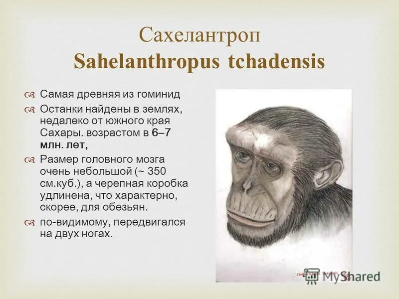 Сахелантроп. Sahelanthropus tchadensis. Реликтовый гоминид. Гоминиды представители.