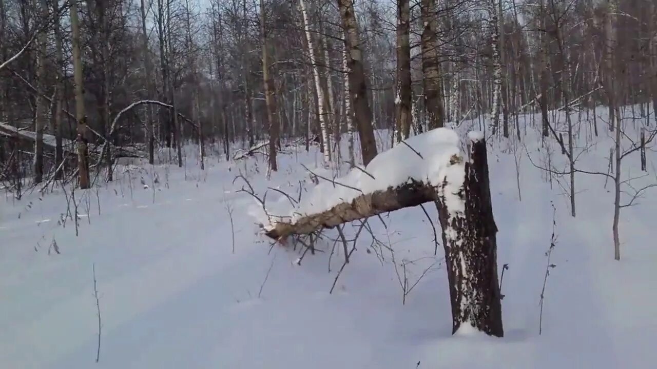 Как ставить петли на зайца зимой правильно. Как ставить петли на зайца зимой правильно