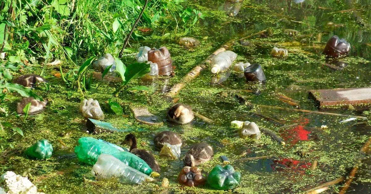 Брошенные водоемы. Грязный водоем. Загрязненные водоемы. Засорение водоемов. Загрязнение пруда.