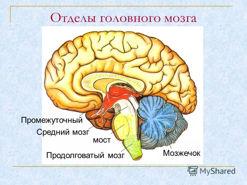 Головной мозг 4 класс