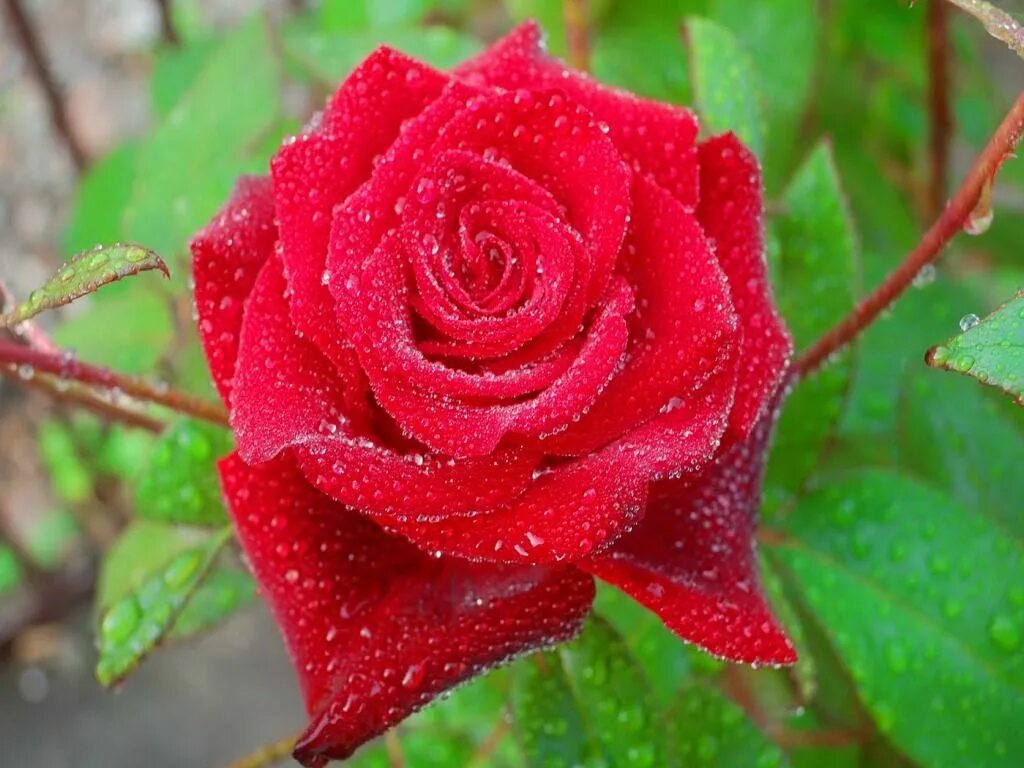 This flowers nice. Запах весны. Хеви найс дей. Утро цветы. I am beautiful.