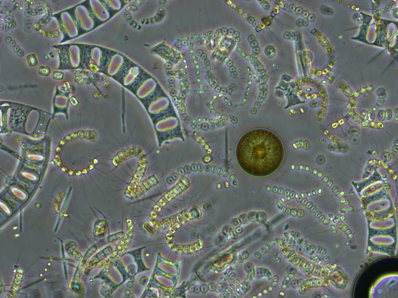 Фитопланктон понятие. Фитопланктон диатомовые. Фитопланктон диатомовые водоросли. Одноклеточные планктонные водоросли. Фитопланктон нанопланктон зоопланктон.