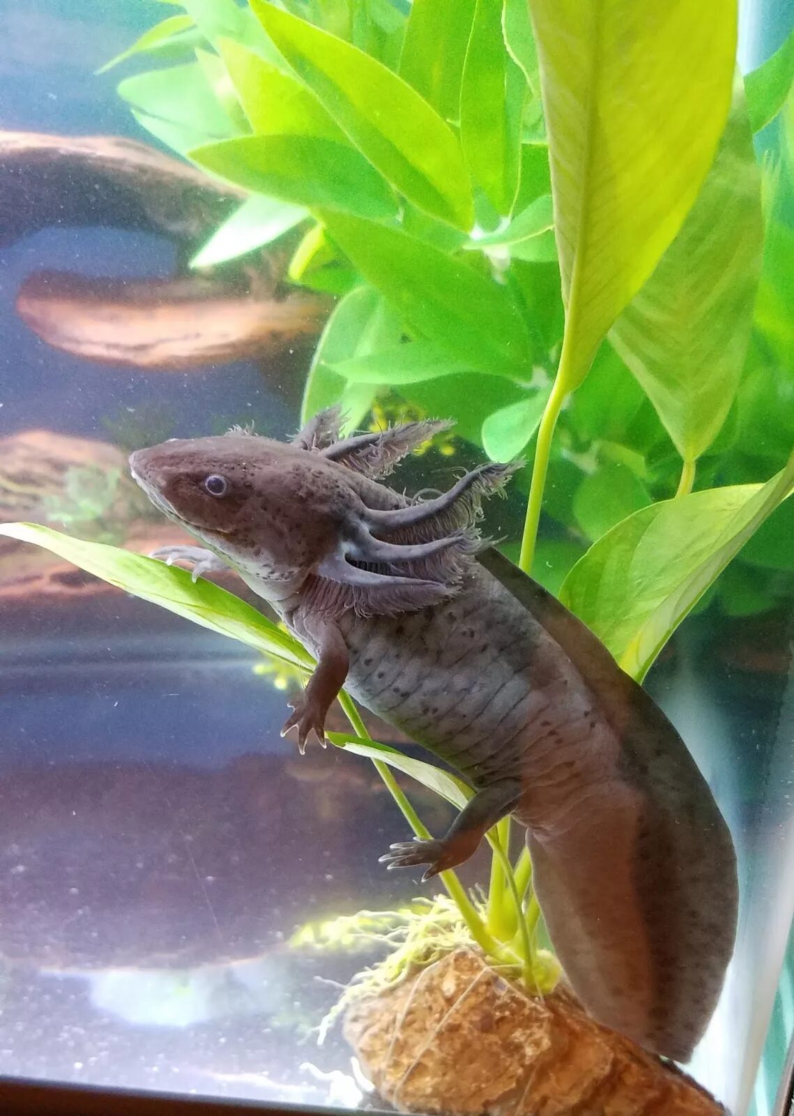 Плавающая ящерица. Мексиканская саламандра аксолотль. Меланоид аксолотль. Аксолотль черный. Аксолотль агатовый дракон.