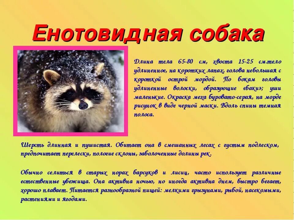 описание про белку. текст лесной зверек. енотовидная собака. описание белки. белка характеристика.