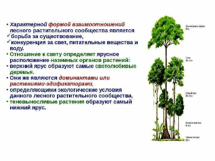 Ствола на высоте 1 3. Ярусность деревьев. Ярусность леса. Ярусное расположение растений. Ярусное расположение растений в лесу.