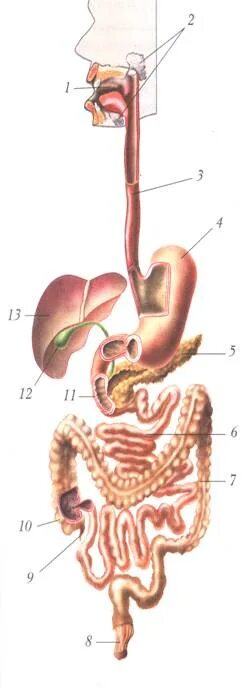 система органов пищеварения 8 класс биология. таблица по биологии 8 класс строение пищеварительной системы. система органов пищеварения 8 класс биология. система органов пищеварения 8 класс. система органов пищеварения 8 класс биология.