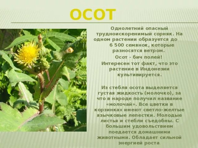 Отношения между осотом и картофелем. Осот однолетний. Осот молодой. Осот описание. Осот полевой описание.