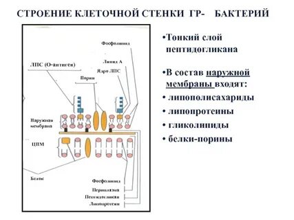 Состав бактериальной клеточной стенки