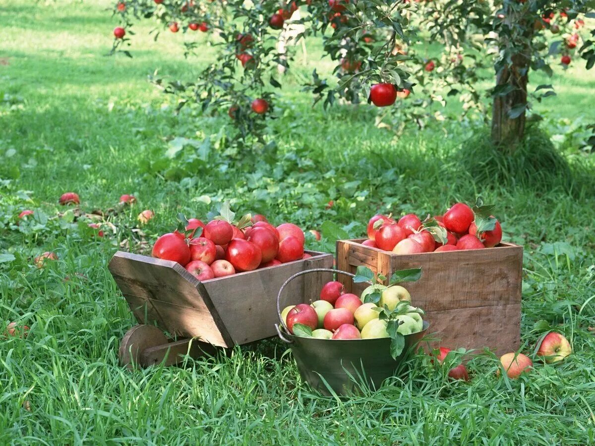 Плодовый сад. Яблоки в саду. Фруктовые деревья для сада. Сад с фруктами. Яблоко плодовый