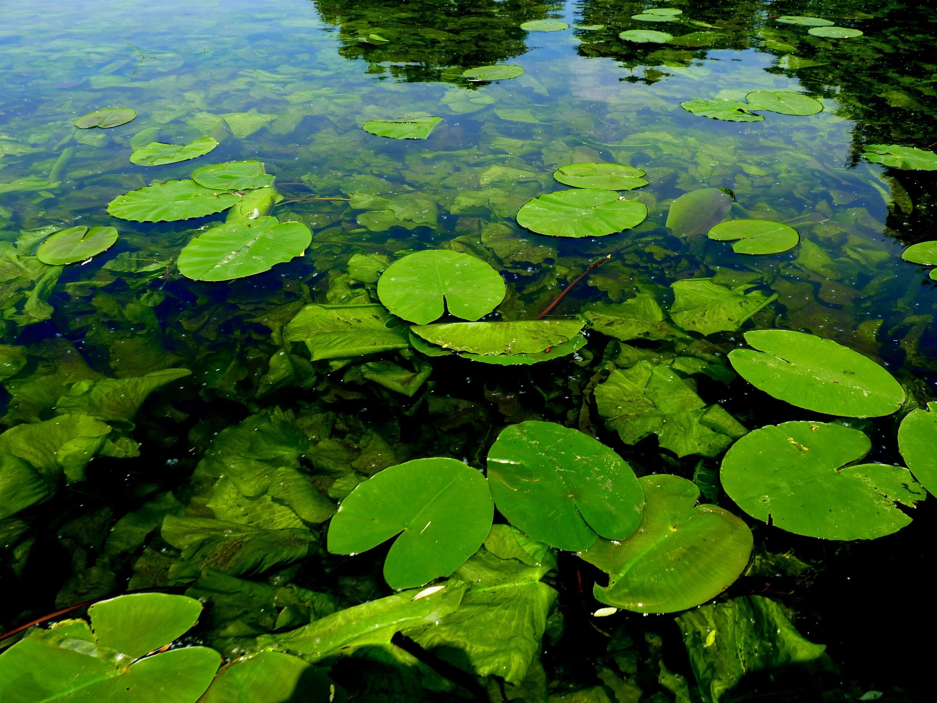 Математика в пруду. Водоросли гидрофиты. Водоросли нимфея. Водоросли в пруду. Водоросли пресноводных водоемов.