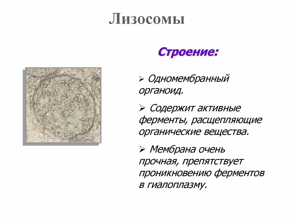 7 лизосомы. Строение мембраны лизосомы. Мембраны лизосом фукцмм. Мембрана лизосом функции. Лизосомы строение.