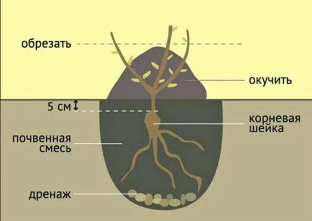 При посадке розы прививку заглублять или нет. Корневая шейка схема посадки. посадка роз корневая шейка. корневая шейка (место прививки розы. посадка роз весной в открытый грунт схемы.
