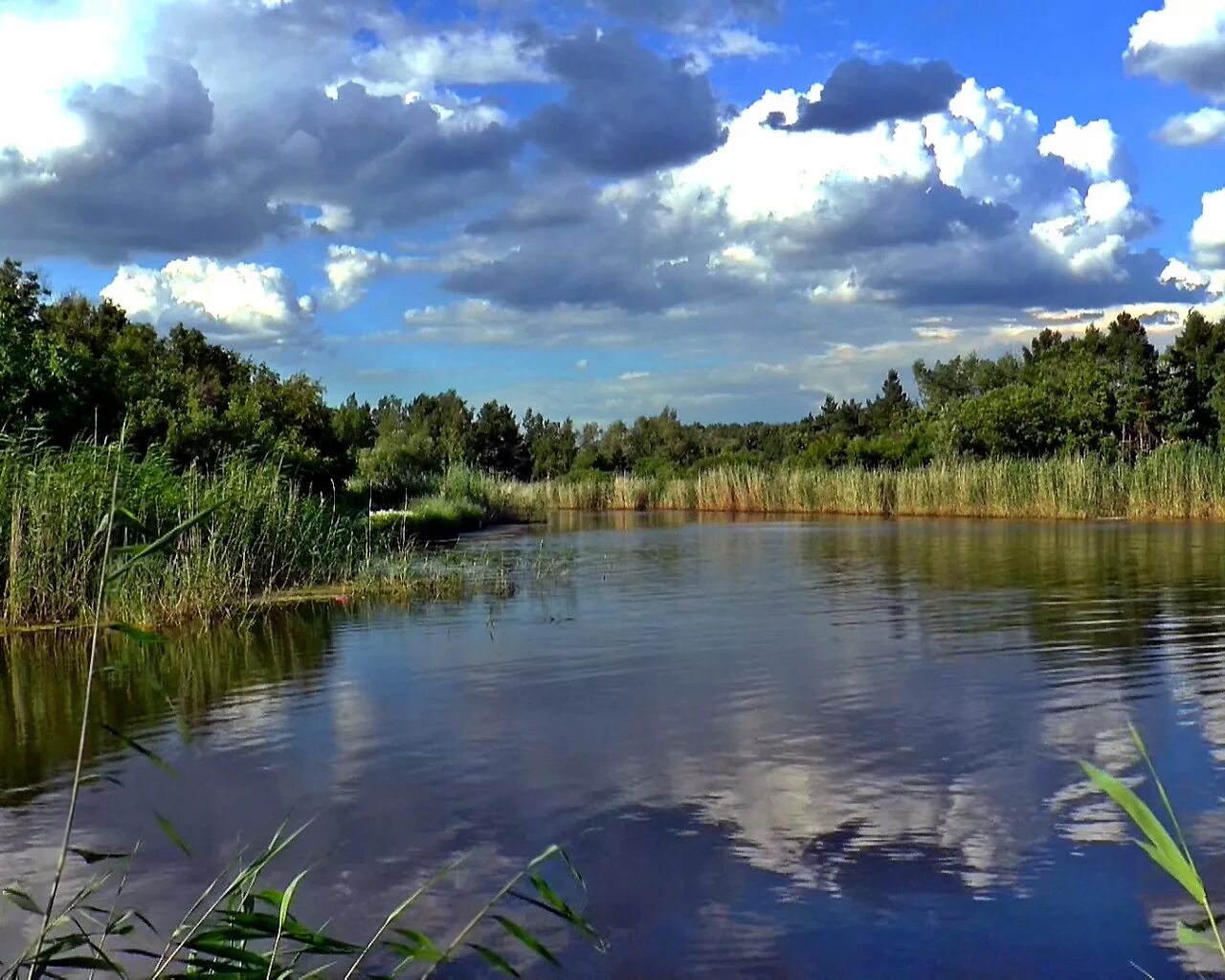 Берег озера видео. Берег озера. Заводь реки. Берег озера фото. Река Чаженка.