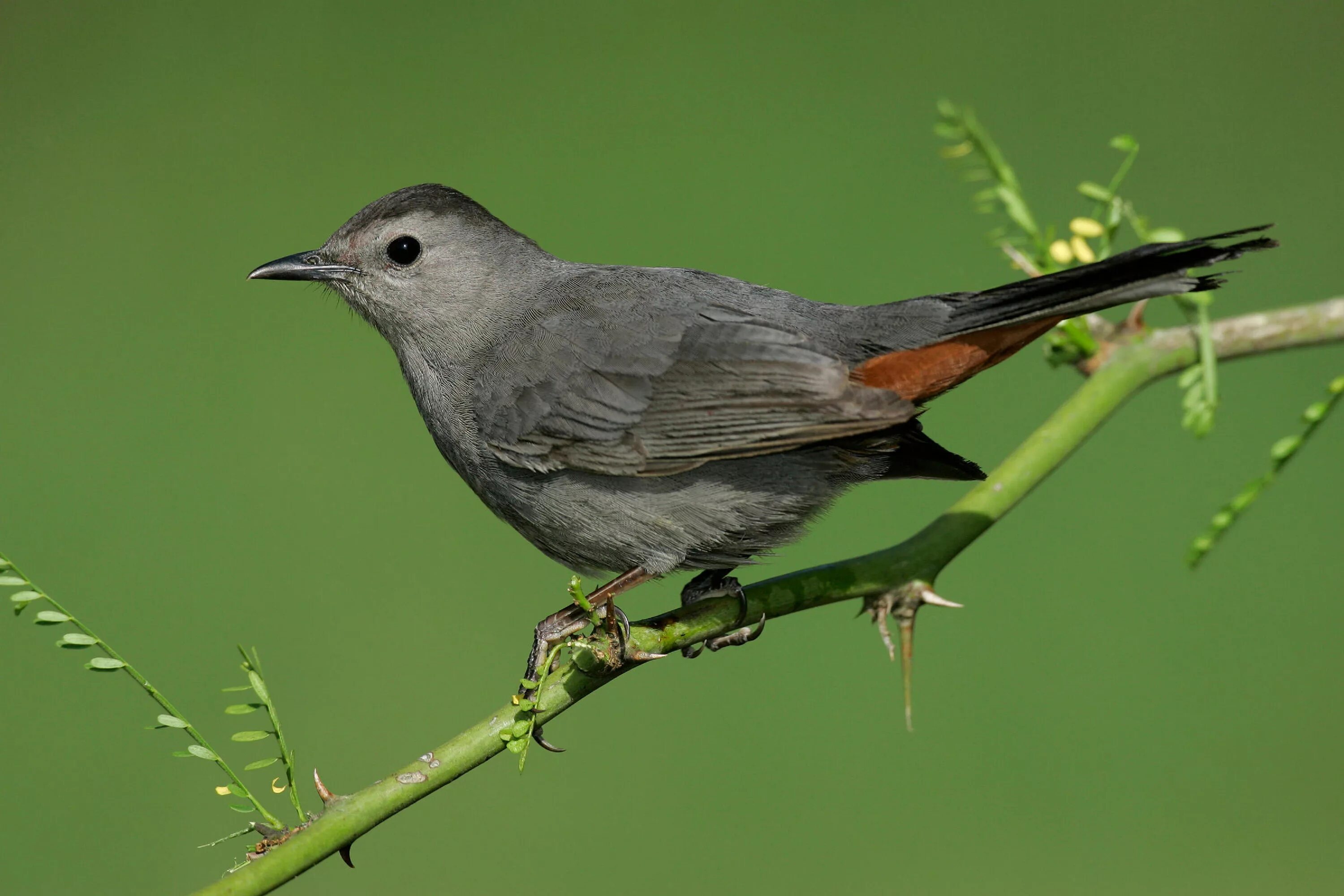 Дрозд пересмешник. Dumetella carolinensis. Gray Catbird. Gray Catbird птица.