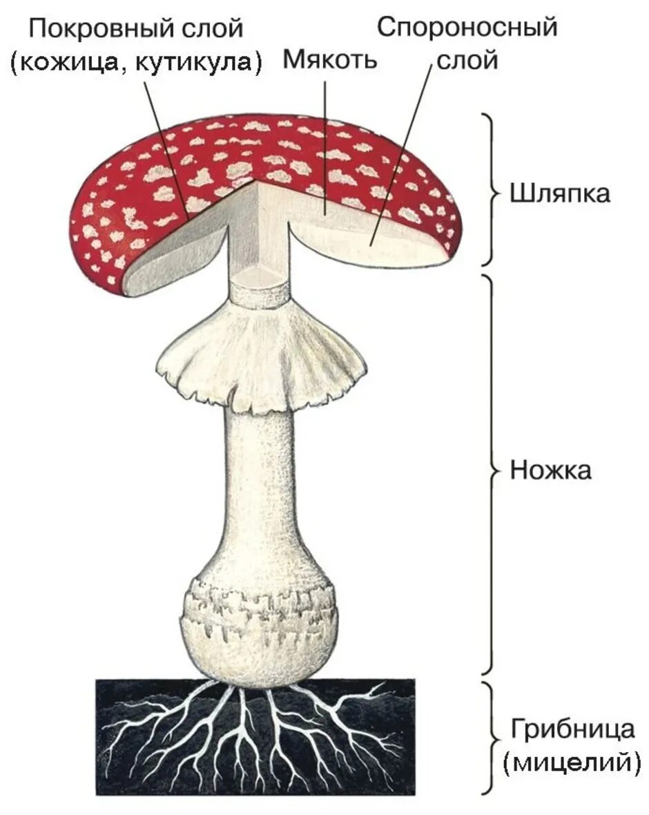 Главная часть любого гриба. Строение шляпочного гриба мухомора. Схема шляпочного гриба. Строение шляпочного гриба рисунок. Строение гриба схема биология.