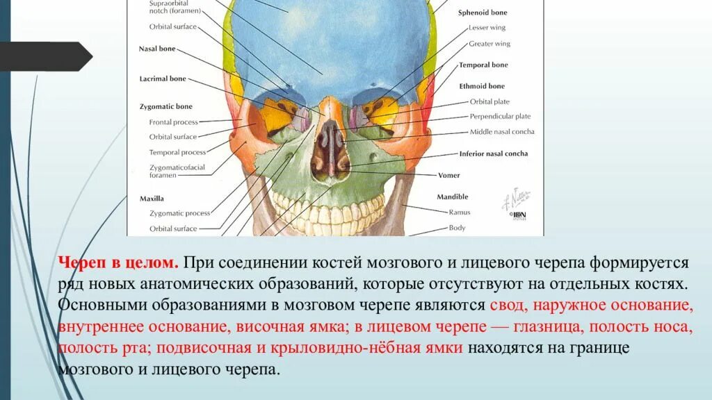 Полости в костях черепа. Основные структуры внутреннего основания черепа. Свод черепа и основание черепа. Топография лицевого отдела черепа анатомия. Топография основания головного мозга и внутреннего основания черепа.