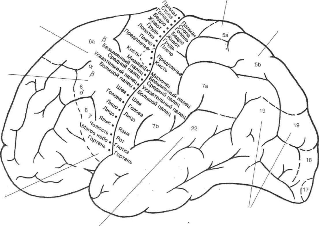 Топографическая карта коры головного мозга. Схема первичных двигательных полей коры головного мозга. Цитоархитектонические поля Бродмана левое полушарие. Извилины брюс